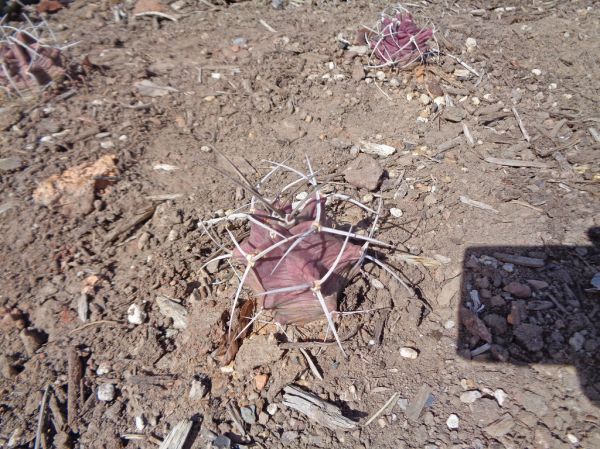 Cup Butte photo 2