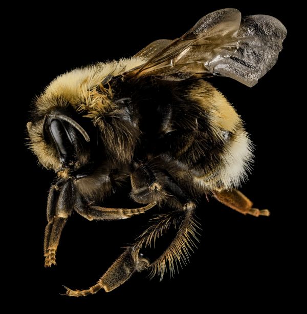 Bumblebee Mountain photo 2
