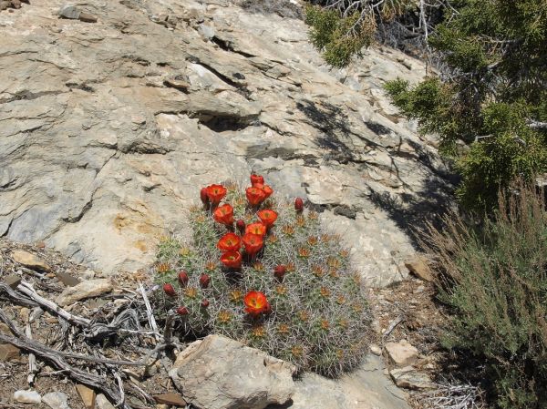 Desert Mound, Utah