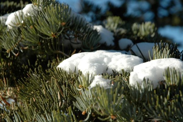 The Pines photo 2