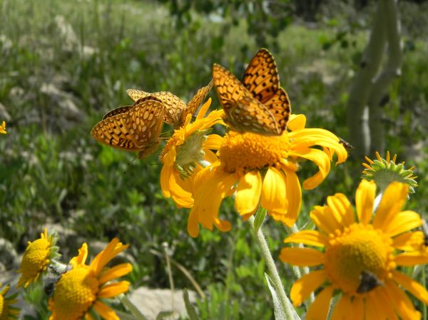 Manti Mountain photo 3