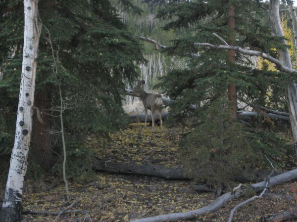 Thousand Lake Mountain photo 2