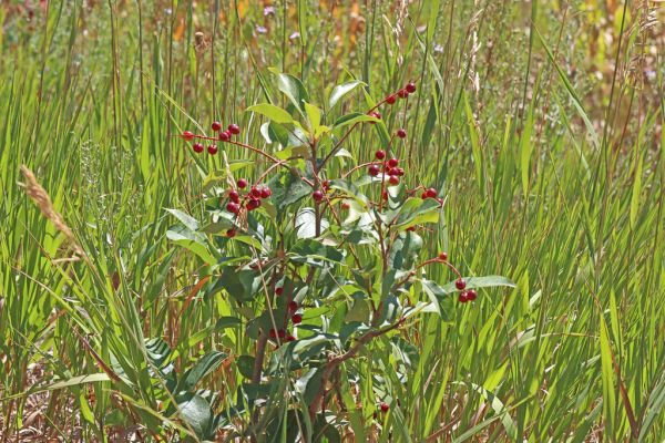 Chokecherry Peak photo 2