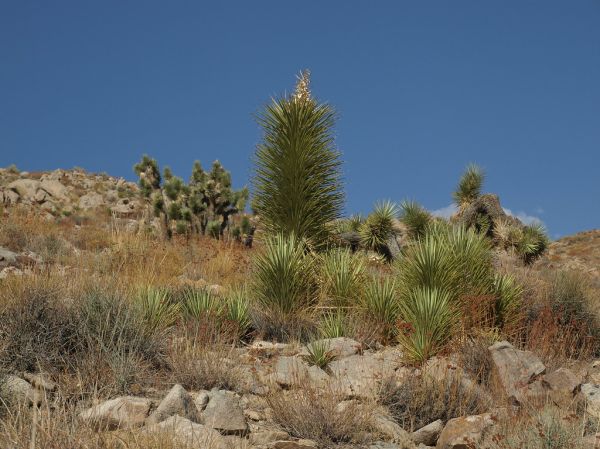 Picture Rock Hills photo 2