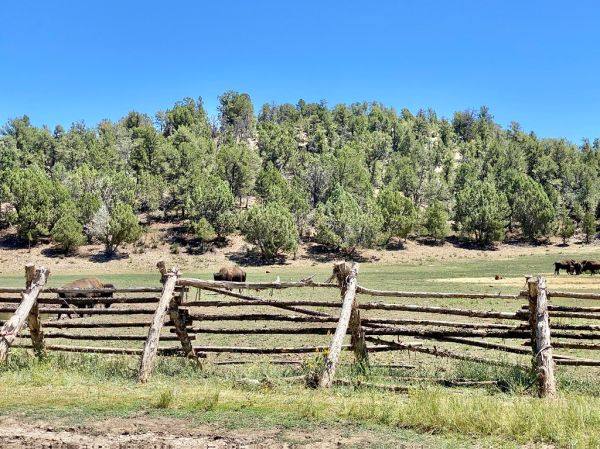 Mormon Pasture Mountain photo 2