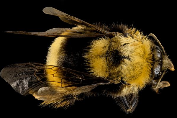 Bumblebee Mountain photo 3
