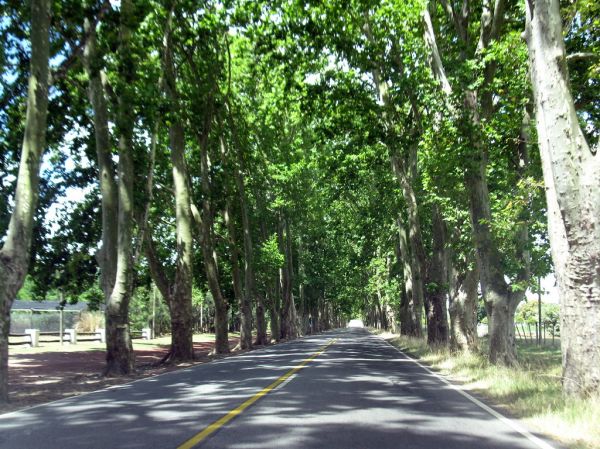 Carmelo, Colonia